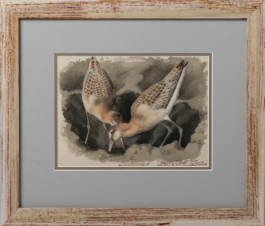 Tunncliffe naturalist artist-illustrator