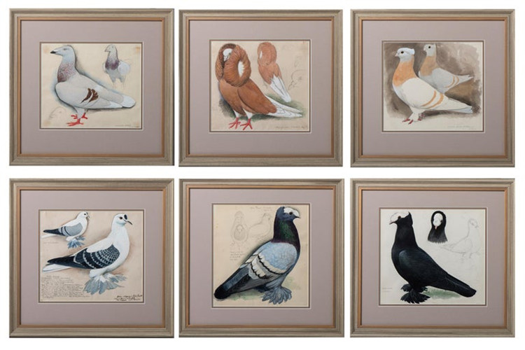 Charles Frederick Tunnicliffe set of six watercolours of pigeons, England circa 1960